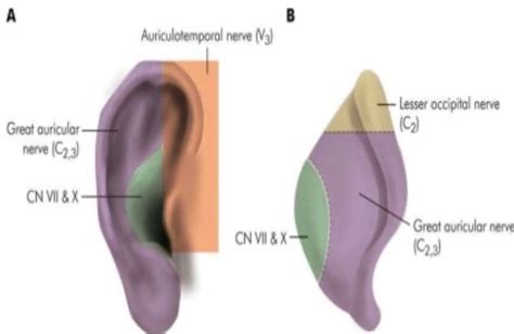 Head And Neck Anatomy External Ear