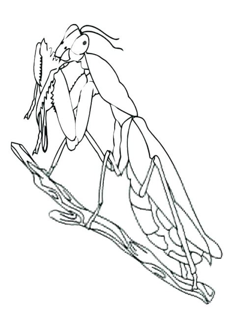 Praying Mantis Coloring Page Sketch Coloring Page