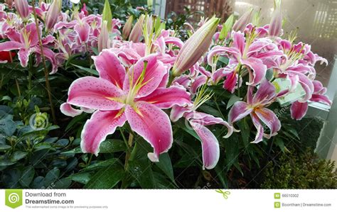 Pink Lily Flower Stock Photo Image Of Green People 66510302