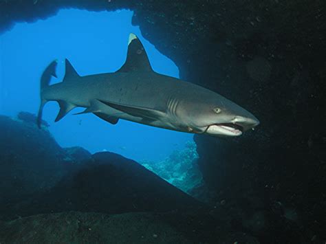 Life Of Sea Whitetip Reef Shark