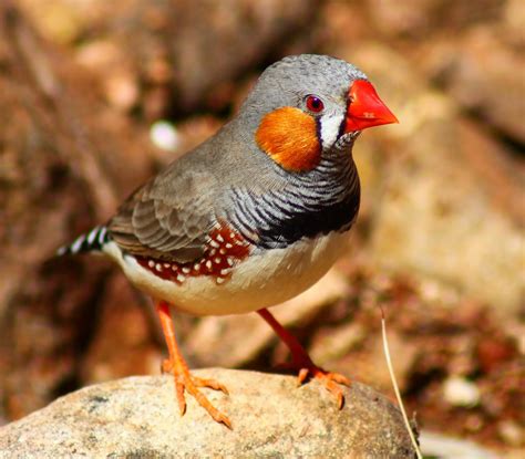 top 95 pictures pictures of female zebra finches sharp 10 2023