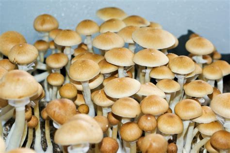 Psychedelic Mushrooms Types All Mushroom Info