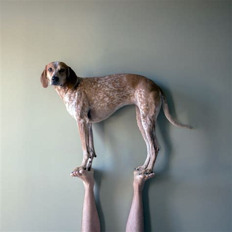 Lets Give A Standing Ovation To These Awkwardly Standing Dogs