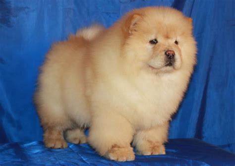 Cara Purebred Healthy Chow Chow Puppy For Sale