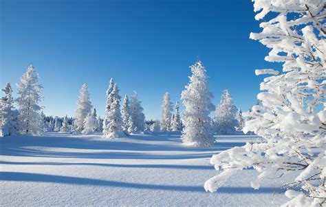 Wallpaper Winter Snow Trees Canada Canada Northwest Territories