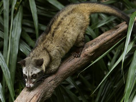 Theres A New Walk In Civet Exhibit And Two New Species At The Night Safari