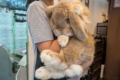 Rabbit Headquarters Meet The Friendly Giant French Lop