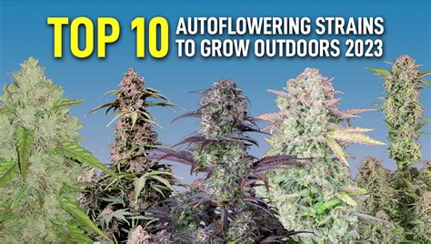 Top 10 Autoflowering Strains To Grow Outdoors 2023 Fast Buds