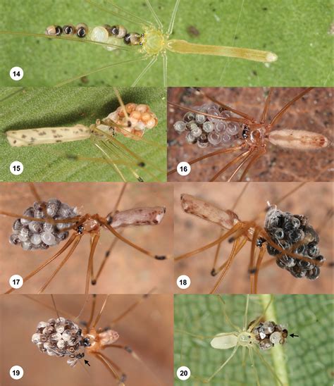 New Species Of Idris Förster Hymenoptera Platygastroidea From