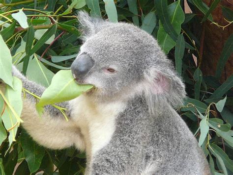 All About Koala Bears Ultimate Guide To Everything