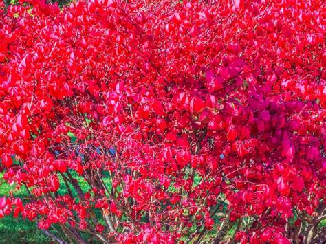 Learn about bushes that will make your yard more private in a hurry. 17 Fast Growing Privacy Bushes to Deal with Nosy Neighbors ...