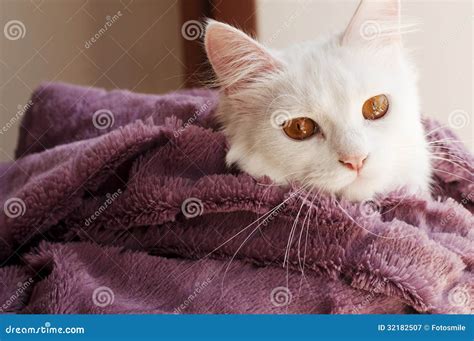 Cat Wrapped In Blanket Stock Image Image Of Beautiful 32182507