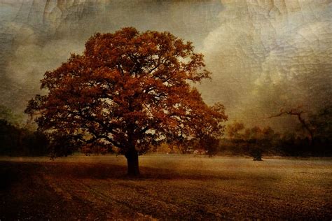 20 Beautiful Tree Paintings