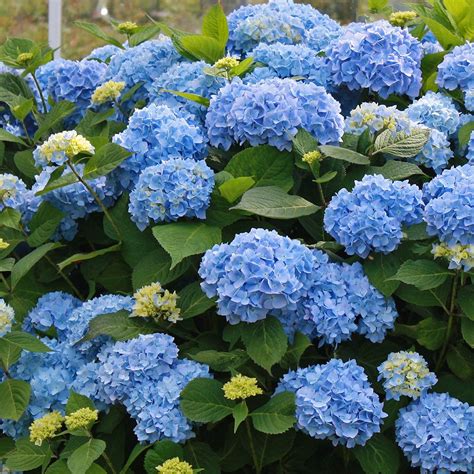 The Complete Guide To All Hydrangea Types Plant Addicts