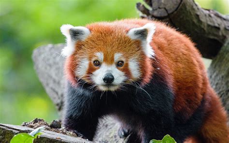 Red Panda Lovers🦊