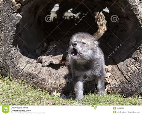 ⇒ jeunet, jeunot … encyclopédie universelle. Jeune Loup De Bois De Construction Hurlant Photo stock ...