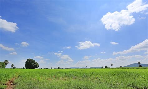 Premium Photo Beautiful Cloud On Blue Sky In Green Field And Tree