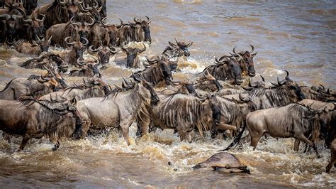 Annual Wildebeest Herd Tracker Information — Migration In Tanzania Kenya