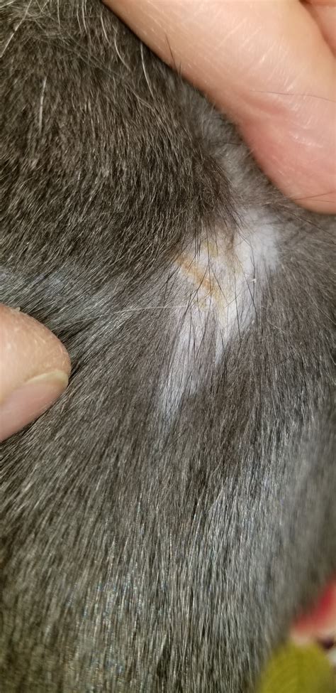 Bald Spot Suddenly Appeared Thecatsite