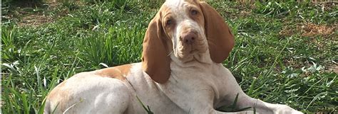 Puppyfinder.com is your source for finding an ideal puppy for sale in usa. Bracco-Dynasty - Michigan Bracco Italiano Dog Breeder