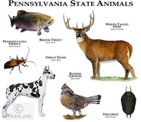 Florida's official flag was adopted in 1900. pennsylvania state animal | pa state animal colouring pages | Noah | Pinterest | Animals, Art ...