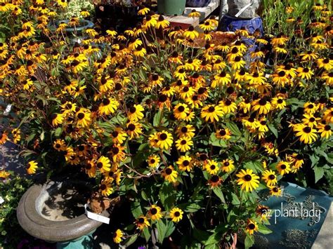 Foliage colour best in full sun. Shopping for Plants California Style - Ramblings from a ...