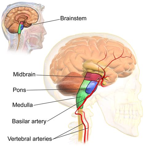 The Brain Stem Boundless Anatomy And Physiology Study Guides