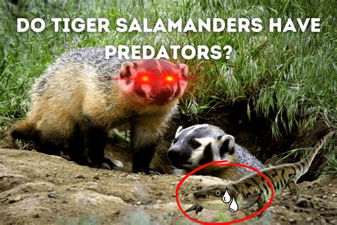 Do Tiger Salamanders Have Predators Pets From Afar