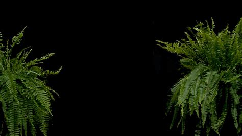 You Can Finally Use The “between Two Ferns” Backdrop As A Zoom