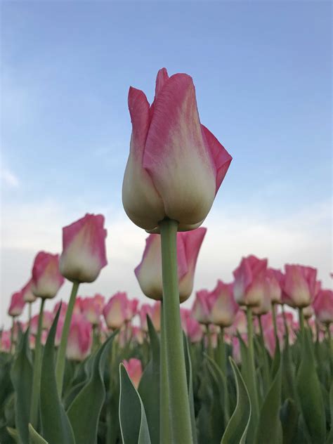 Tulip Dynasty This Pink Beauty Is My Favorite Tulip Such Beautiful