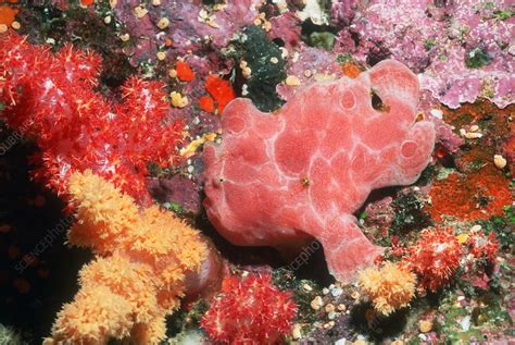 Warty Frogfish Stock Image Z6051406 Science Photo Library
