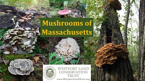 Edible Mushrooms In Massachusetts All Mushroom Info