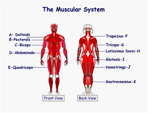 Muscular System Labeled Parts