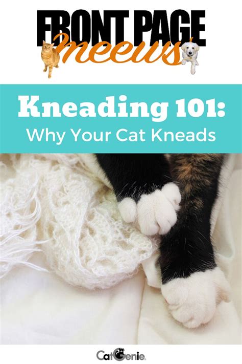 😻 ️ever Wonder About Your Cats Need To Knead Weve Got The Facts You