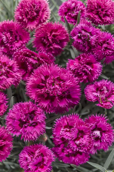 Fruit Punch® 'Spiked Punch' - Pinks - Dianthus hybrid | Pink dianthus, Magenta flowers, Easy ...