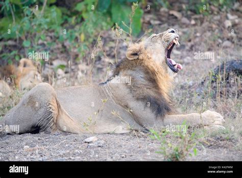 Asiatic Lion Panthera Leo Persica Male Gir Forest National Park And