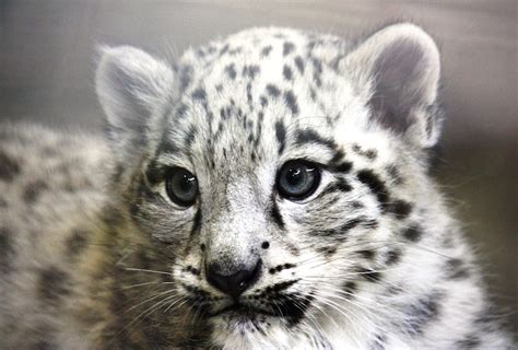 Endangered Baby Snow Leopards Take First Steps In Public After Born At