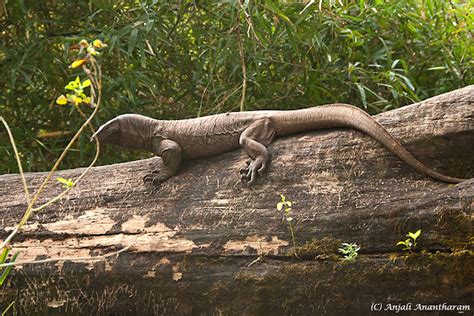 Common Indian Monitor Lizard Project Noah