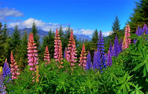 Wallpaper Flowers New Zealand New Zealand Lupins Images