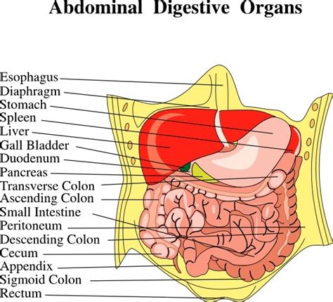 Digestive Organs Medical Diagram Clip Art Free Vector In Open Office