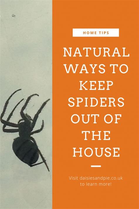 Herbs To Keep Spiders Away A Natural Solution Gardenify