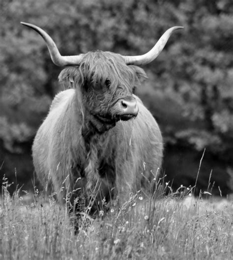 Free Images Grass Black And White Wildlife Horn Fauna Bull