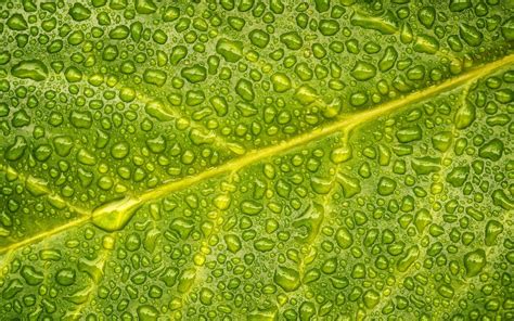 Wallpaper Green Leaf Water Drops Plant 1920x1200 Hd Picture Image