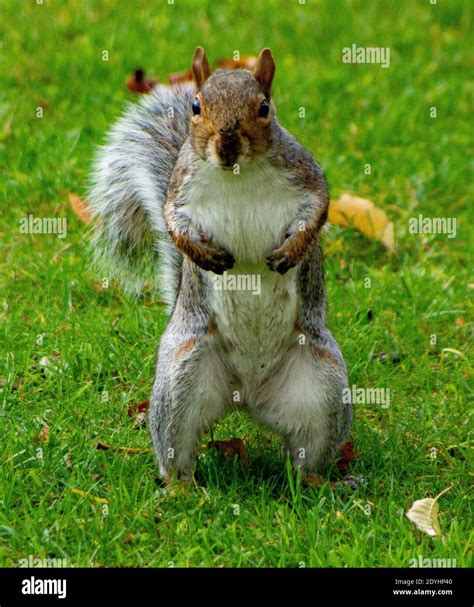 Standing Squirrel Stock Photo Alamy