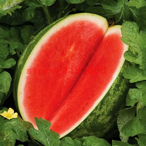 Buy 30 Pcs Red Seedless Watermelon Seeds Free Shipping