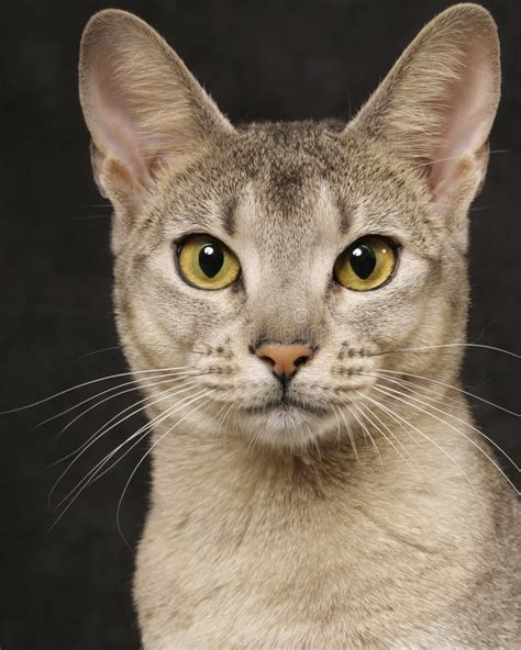 Silver Abyssinian Stock Photo Image Of Felines Eyes 8116260