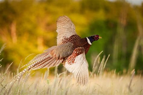 Redwood County Pheasants Forever Redwood County Pheasants Forever