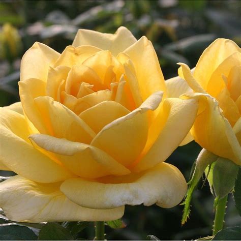 Oregold Planting Roses Heirloom Roses Hybrid Tea Roses