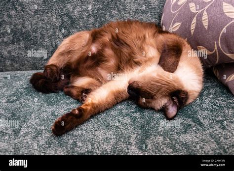 An Elderly Plump Siamese Cat Is Sleeping Sillpoint Cat On Green Sofa