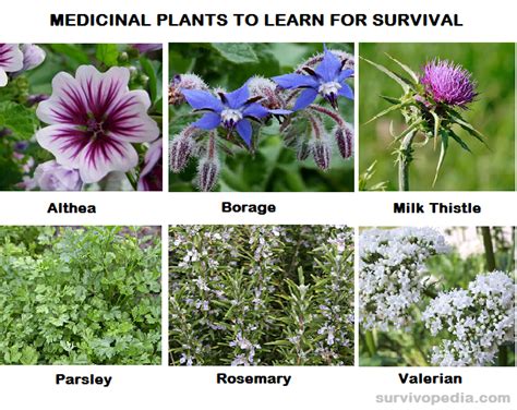 Top 30 Medicinal Plants To Learn For Survival Survivopedia